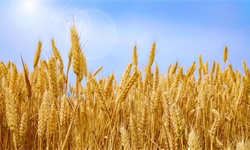 2022年中国小麦种业市场现状及发展前景趋势分析 <em>小麦</em>供种保障能力提升