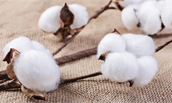 2022年中国棉花市场供给现状及区域格局分析 新疆为全国最大棉花产区