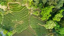 龙山县农业农村局关于2022年度县级现代农业特色产业园认定的公示