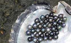 2022年中国珍珠养殖市场供给现状及区域格局分析 主要以养殖淡水珍珠为主