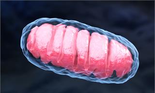 Nature子刊：基因改造线粒体，使其利用阳光充电，从而延长寿命
