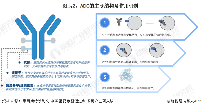 图表2：ADC的主要结构及作用机制