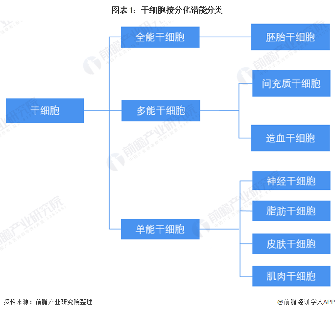 图表1：干细胞按分化潜能分类