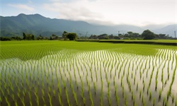 2023年中国粮食种子市场供给现状及发展前景分析 预计2023年杂交玉米和杂交稻种子供应充足