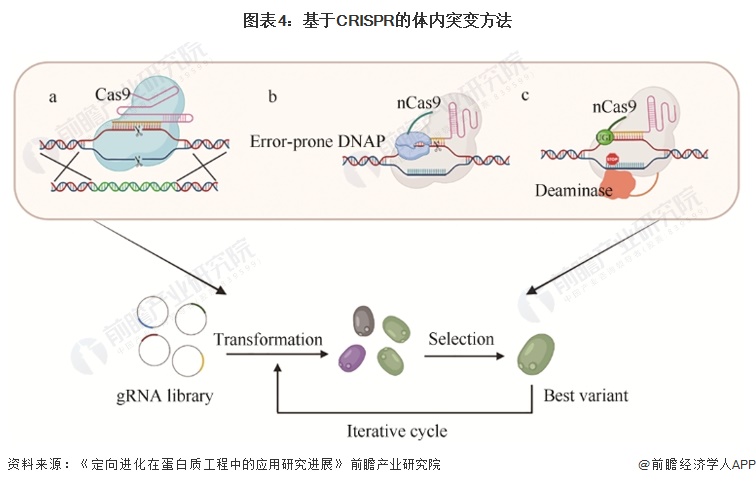 图表4：基于CRISPR的体内突变方法