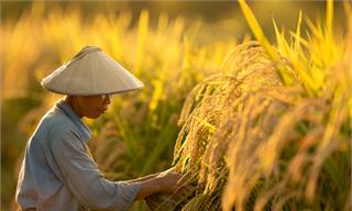 登上《自然》！中国科学院遗传发育所成功克隆小麦广谱抗白粉病基因