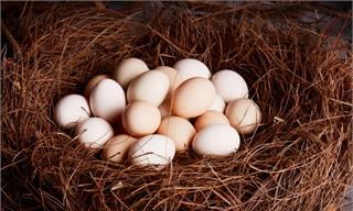 全球多地蛋价再次飙升！不止是禽流感，墨西哥蛋价每周上涨30%【附中国禽用兽药行业发展预测】