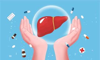 一种修复受损肝脏的新型细胞，有望催生新的肝病疗法