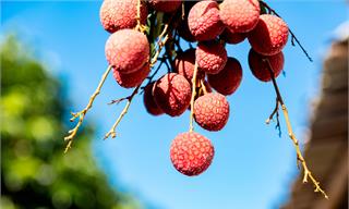 荔枝价格大跳水！从70元一斤跌到个位数，网友实现荔枝自由时候到了？业内人士：预计6月份还会更便宜 【附荔枝行业现状分析】