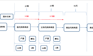 中國雞苗大王，被低估了