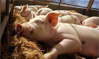 生猪均价连创年内新高，养殖户扭亏为盈，猪企：短期不会大幅扩产