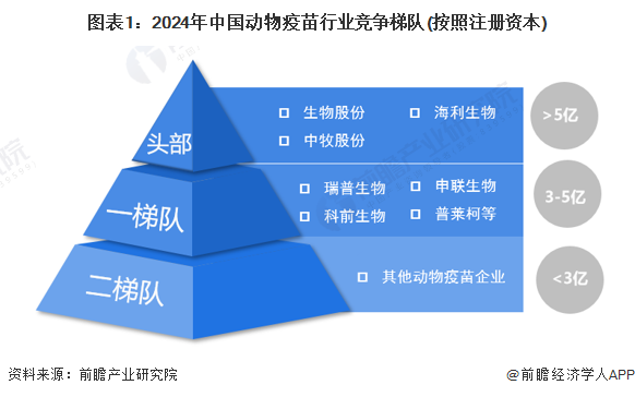 圖表1：2024年中國(guó)動(dòng)物疫苗行業(yè)競(jìng)爭(zhēng)梯隊(duì)(按照注冊(cè)資本)