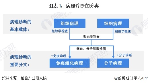 图表1：病理诊断的分类