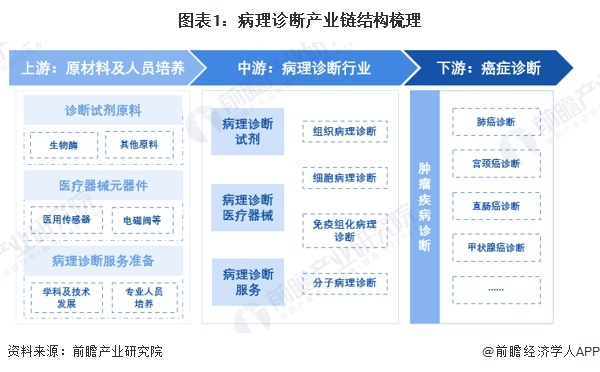 图表1：病理诊断产业链结构梳理