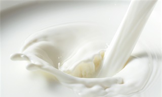 光明乳业全吞小西牛