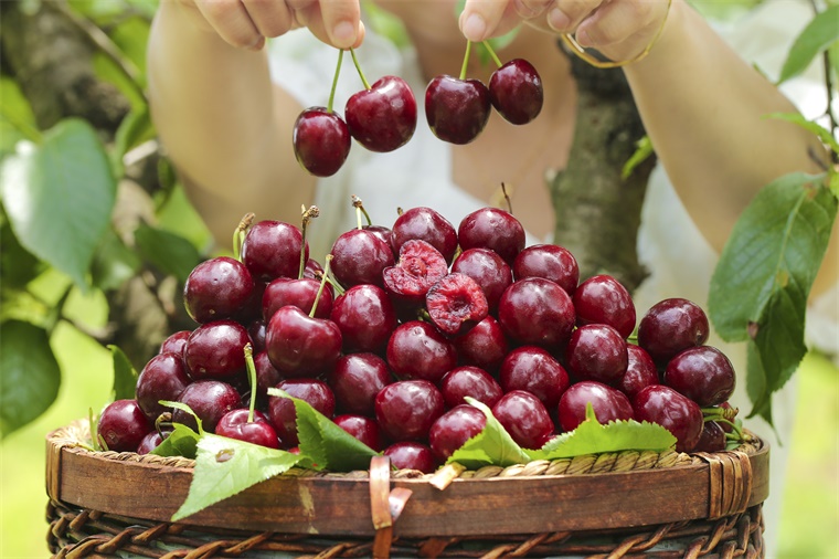 今年比去年便宜! 车厘子价格大跳水, 较月初降 20%-30%