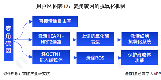 用户说 图表17:麦角硫因的抗氧化机制
