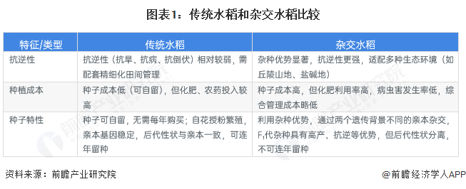 图表1:传统水稻和杂交水稻比较