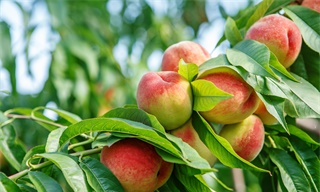 一年损耗4.6亿吨、1.88万亿打水漂！县域经济，别再“卖特产”了