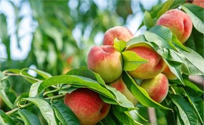 一年损耗4.6亿吨、1.88万亿打水漂！县域经济，别再“卖特产”了