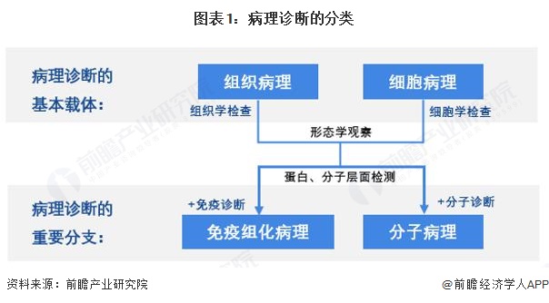 图表1:病理诊断的分类