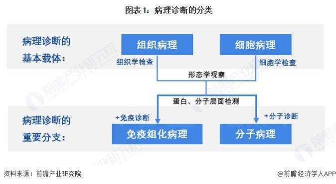  图表1：病理诊断的分类