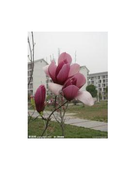 辛夷头像